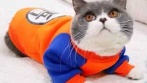 Aliexpress: коти на весну