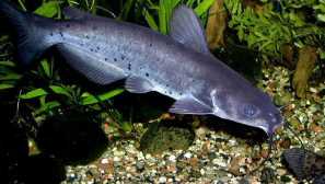 Ameiurus, ictalurus або amiurus?