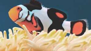 Amphiprion клоун