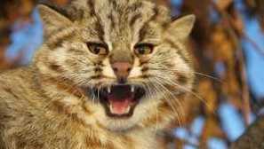 Amur forest cat та сучасні реалії