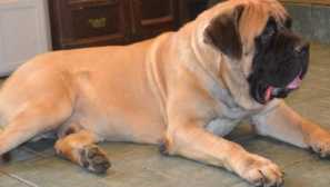 Англійський мастиф - історія породи та природа собаки