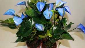 Антурій: турбота та вирощування вдома, фото