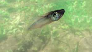 Aterina grunion