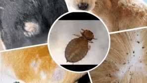 Блохи в опис гвінеї, симптоми, лікування, профілактика