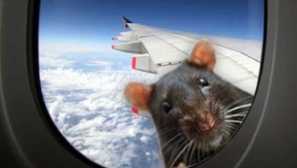 Найчастіше задаються питання щодо догляду та змісту декоративних щурів