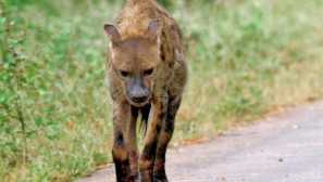 Черард шакал