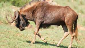 Чорний gnu, або білий шпагат