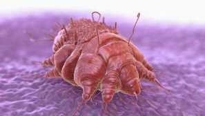 Короста у дітей: лікування, препарати, симптоми, причини