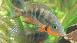 Meeka cichlasome, або маска cichlazoma