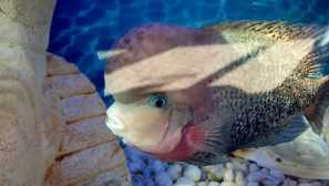 Веселка з цичласома