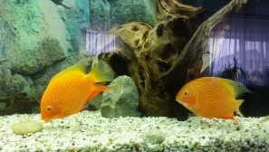 Цихлазома северум