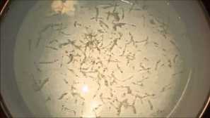 Циклоп -корм для акваріумної риби опис, годування, фото, відео