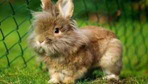 Декоративні кролики