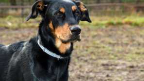 Французька вівчарка босерона: нащадок вовка, пастухової собаки чи військової розвідки?