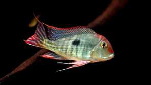 Geofagus redogol tapage: вміст, догляд, сумісність, захворювання, розведення, фото, відео