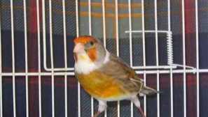 Gybrid canary та scoke