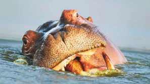 Бегемот, або звичайний бегемот