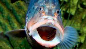 Eyeal astronotus