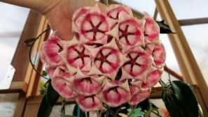 Hoya archboldiana