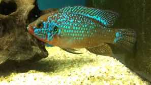 Chromis krasavets