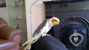 Імена для parrots korlel