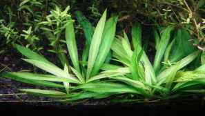 Echinodorus quart: вміст, розведення, опис.