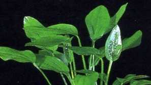 Echinodorus spacool: опис, розмноження, вміст.