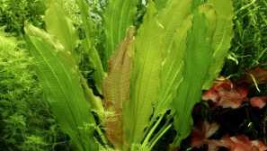 Echinodorus oziris: опис, розмноження, вміст, фото, відео.