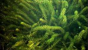 Canadian elodea - elodea canadensis rich. Anacharis alsinastrum