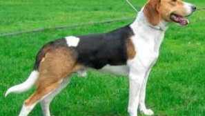 Естонський гончак: опис породи, особливості догляду