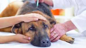 Домашні тварини euthanasia: прийняття рішень