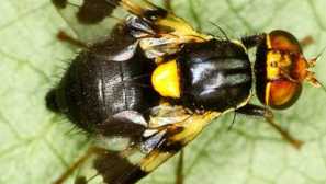 Як врятувати сад від вишневих мух: практична порада