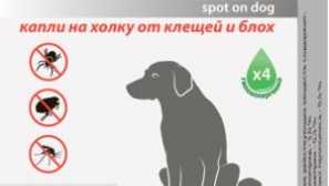 Які краплі з бліх і кліщів для собак краще?