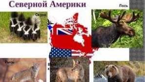 Які тварини живуть у північній америці?