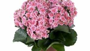 Kalanchoe: опис, розведення, фото, відео, вміст, догляд, полив