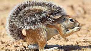 Cape earthy squirrel