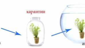 Карантинна акваріумна риба - опис