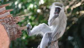 Карликовий зелений мартичний, або примирання