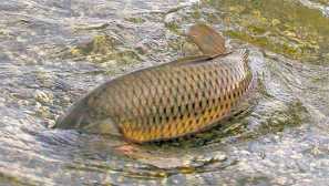 Carp wild, або carp