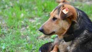 Кліпи для собак
