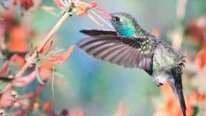 Hummingbird broad -bill cynantus