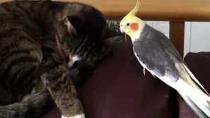 Корелла захищала кішку від дратівливих гостей