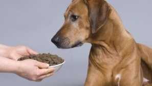 Super -premium dog feeds: список, ціни