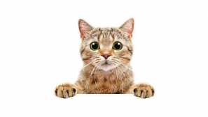 Shorthair cats: популярні породи, розповсюдження та особливості