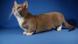 Cats of breed mcchin - опис, фото та ціна кошенят коротких роликів