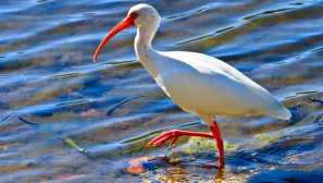 Червоний чудовий (японський) ibis