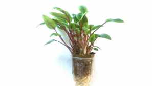 Cryptocoryne petchii cryptocore.