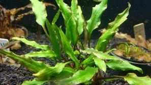 Криптокорін жовтий (cryptocoryne lutea) - акваріумний завод