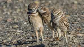 Сова кролика або кролик сова