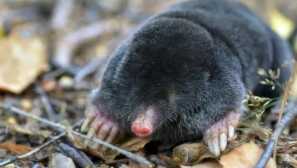 Моль європейський